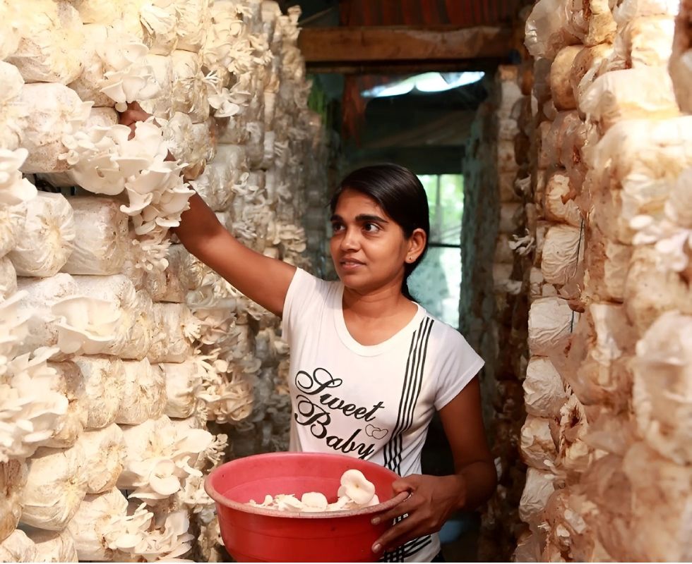 Mushroom-farming entrepreneur harvesting into a red bowl